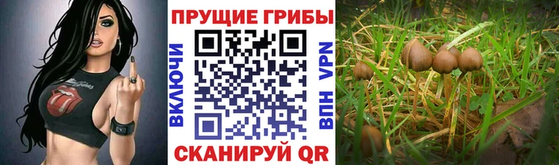 Псилоцибиновые грибы ЛСД Стрежевой